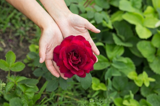 Female hands show a rose