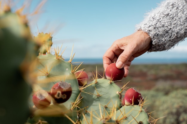 Female hands touch a fruit of the wild prickly pear thorns attention spontaneous tropical plant