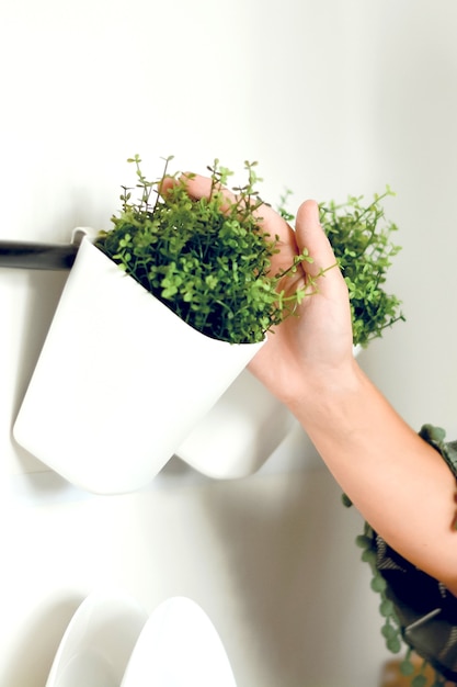 Female hands touching microgreen arugula sprouts in white pot. Raw sprouts, microgreens, healthy eating.