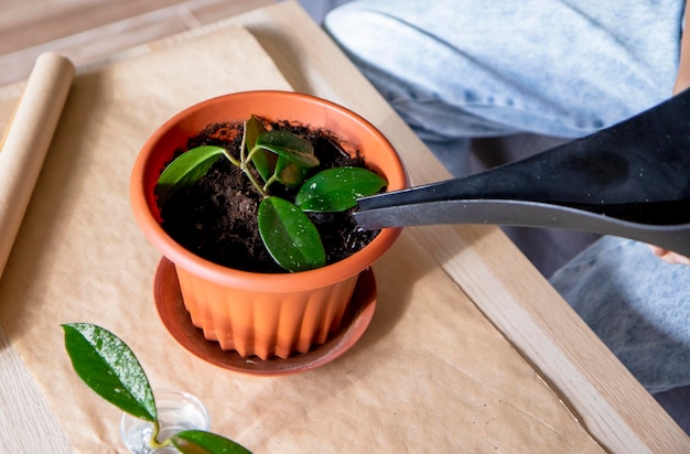 Female hands watering a newly planted young plant at home Doing homework houseplant care concept