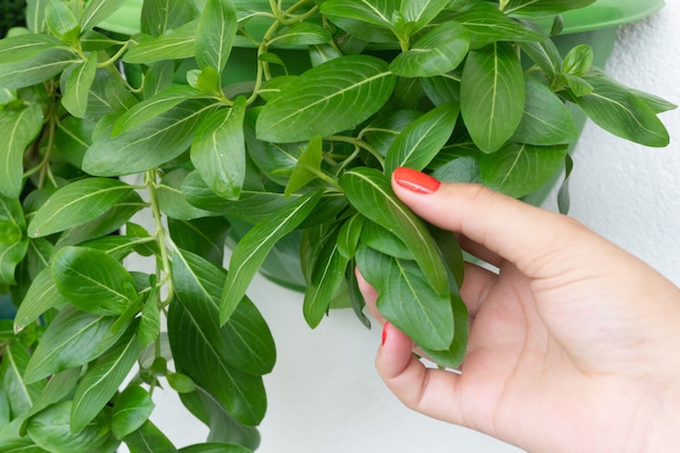 Female hands with red nail holding plant Catharanthus