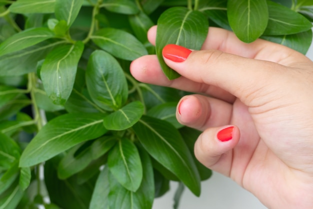 Female hands with red nail holding plant Catharanthus