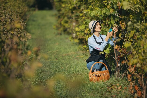 Female harvesting grape on field