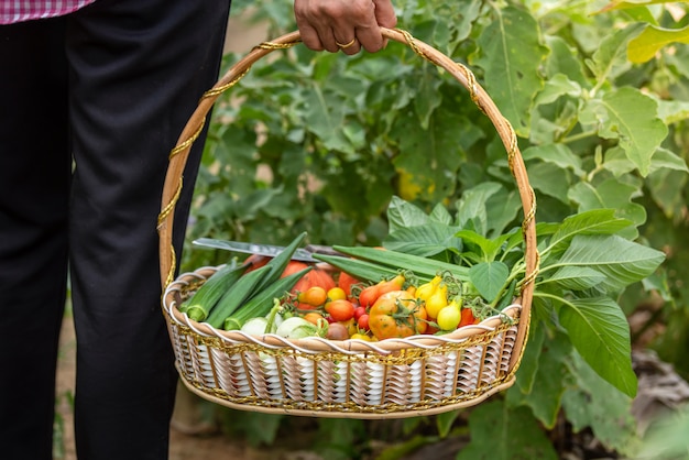 Femmina che raccoglie le verdure organiche all'azienda agricola, verdure di stagione raccolte