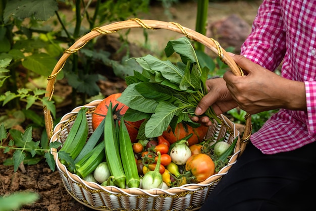 Foto femmina che raccoglie le verdure organiche alla fattoria