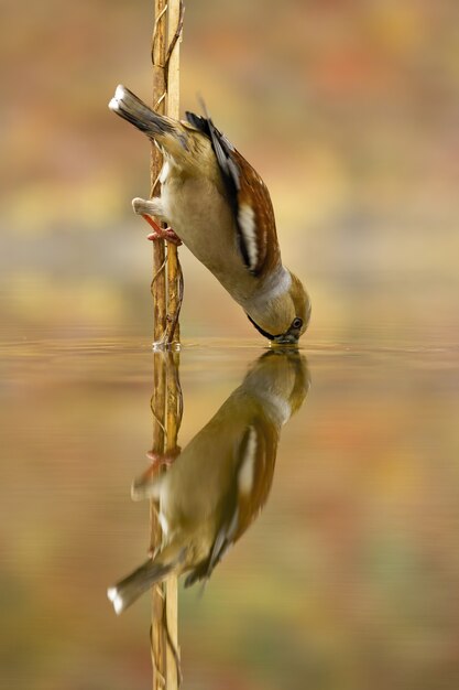 Female hawfinch, coccothraustes coccothraustes, sits on reed and drinks from a pool with beak under water level. Vertical composition of wild bird above river with reflection.