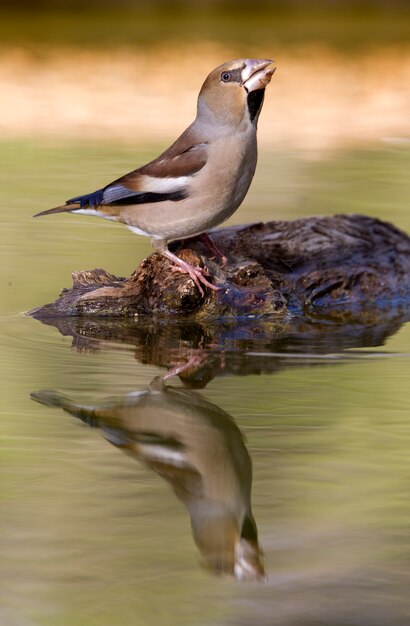 Самка Hawfinch пьет в пруду летом, птицы, Hawfinch, Coccothraustes coccothraustes