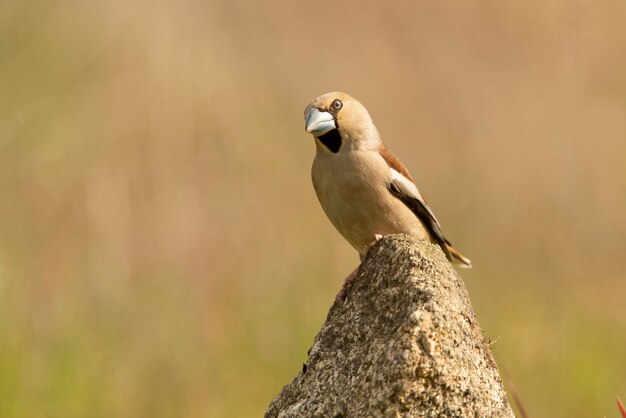 첫 번째 일광에서 짝짓기 시즌 깃털을 가진 여성 hawfinch