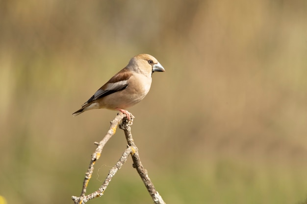첫 번째 일광에서 짝짓기 시즌 깃털을 가진 여성 hawfinch
