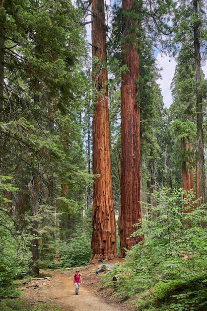 写真 米国カリフォルニア州セコイア国立公園の女性ハイカー。垂直写真。