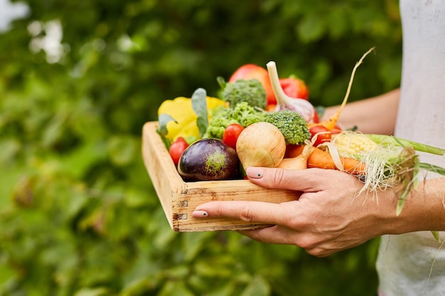 Female hold in hands wooden box with different fresh farm vegetables