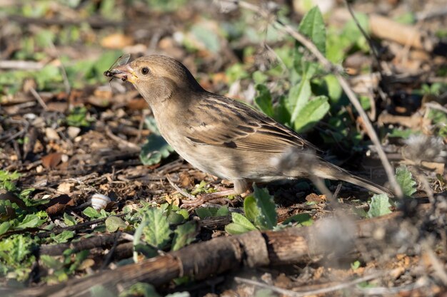 Photo female house sparrow with ants in her beak passer domesticus