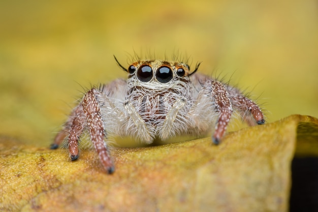 Female Hyllus, Jumping spider 