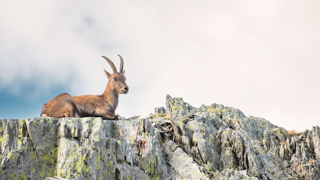 Female ibex on rocks in the mountains