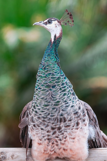 丸太の上に座るメスのインドクジャク Pavo cristatus