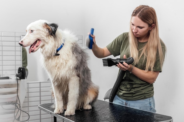 Female is grooming and trimming australian shepherd in salon