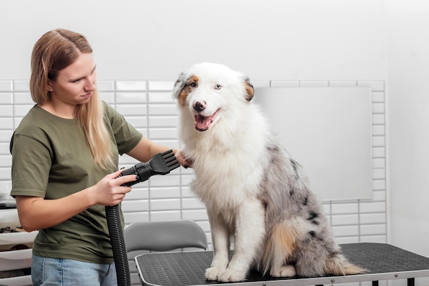 Female is grooming and trimming australian shepherd in salon