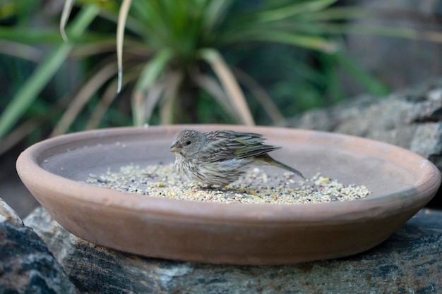 여성 Jilguero Dorad Sicalis 플라베올라