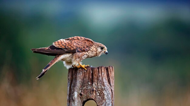 Female kestrels perched on a field post