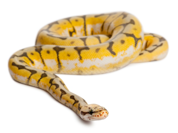 Female Killerbee Royal Python, Ball Python-Python Regius Killbee는 색상입니다