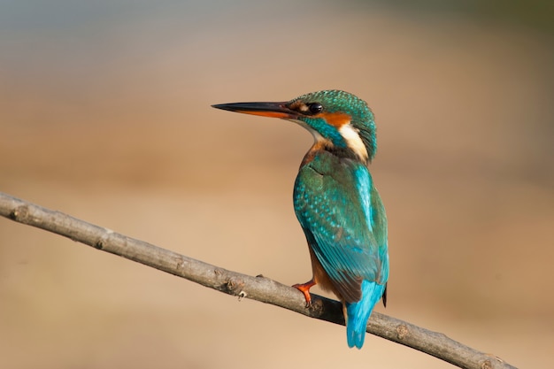 Female Kingfisher