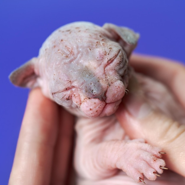 Female kitty of canadian hairless sphynx of blue and white color two weeks old with closed eyes