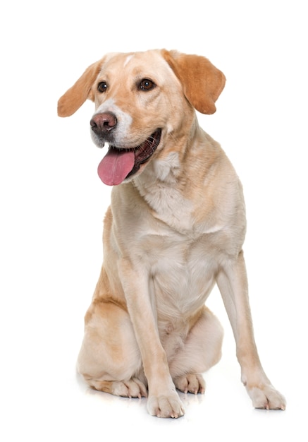 female labrador retriever