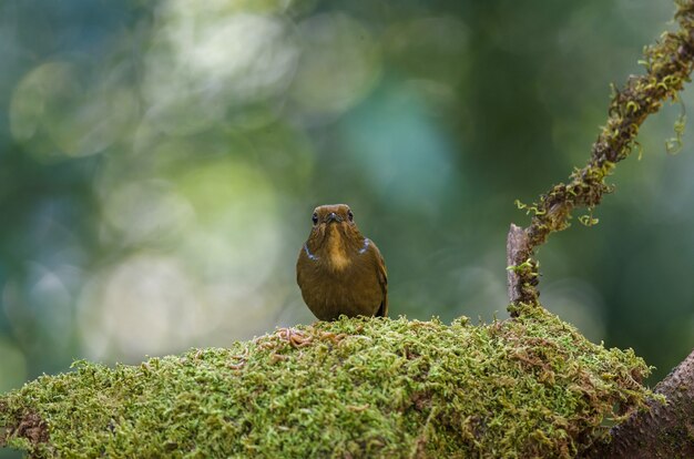 メス大Niltava（Niltava grandis）