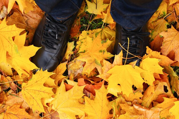 Female legs in boots on the yellow maple autumn leaves. Feet shoes walking in nature. Concept of autumn activities and walks. Top view.