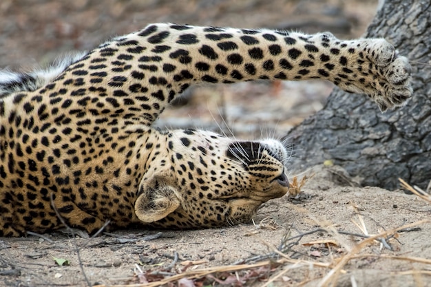 Female Leopard lying on her back