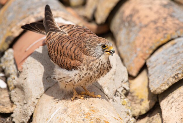 Photo female lesser kestrel falco naumanni leaving the nest