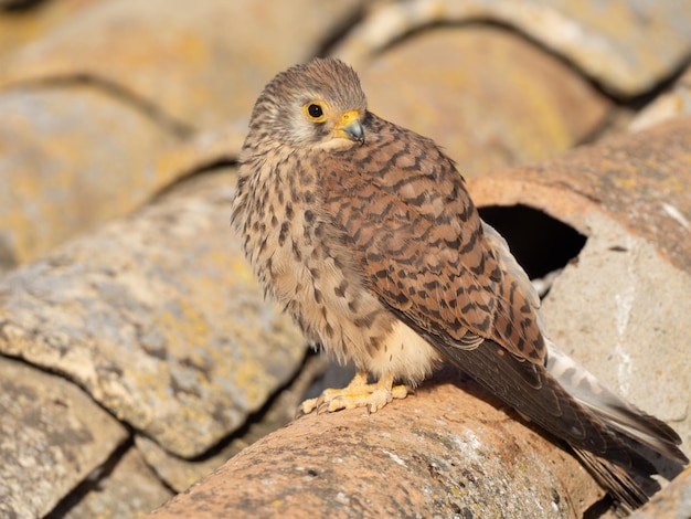 Photo female lesser kestrel falco naumanni on a roof