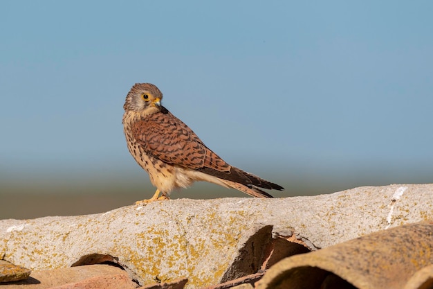 Female Lesser kestrel Falco naumanni Toledo Spain