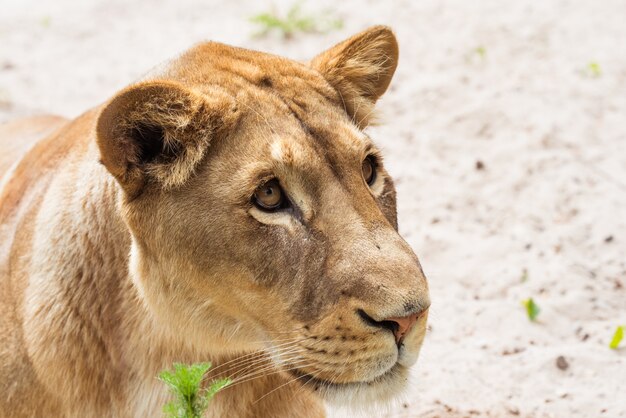 Female lion in nature close up