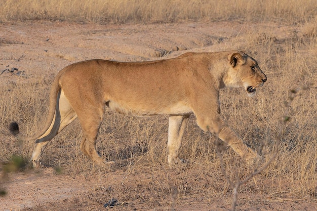 Самка льва (Panthera leo) Крюгер, Южно-Африканская Республика