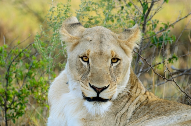 Foto stare femminile del leone nella natura