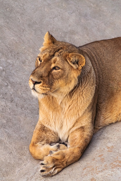 female lion