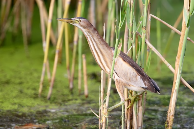 A female little bittern on the reed