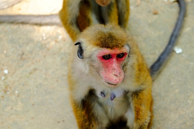 Foto femmina di scimmia macaco