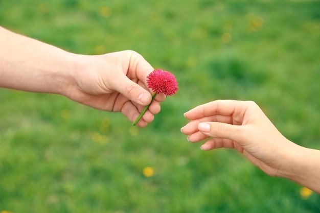 Female and male hands with daisy flower on blurred green grass background