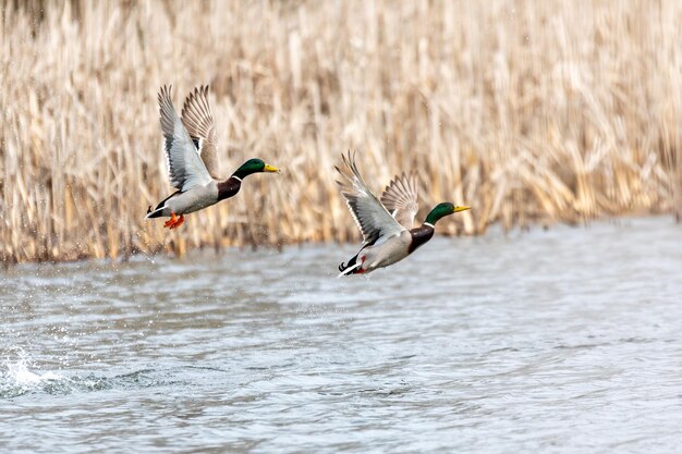 Female and male of Mallard Duck Flying