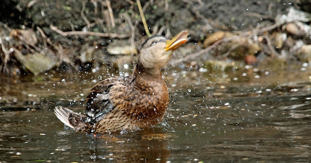 Female mallard bathing, preening and splashing in the river.