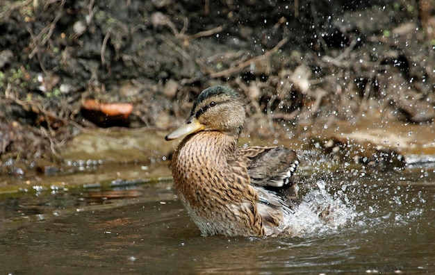 Female mallard bathing, preening and splashing in the river.