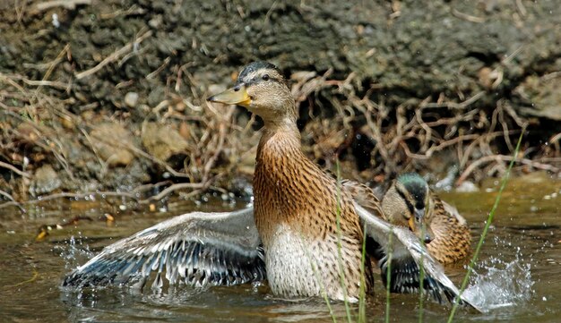 Female mallard bathing, preening and splashing in the river.