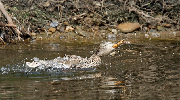 Female mallard bathing, preening and splashing in the river.