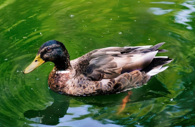 都市公園の雌のマガモ