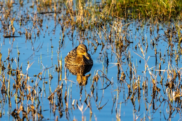 Female of mallard at dawn in the Natural Park of the Marshes of Ampurdan.