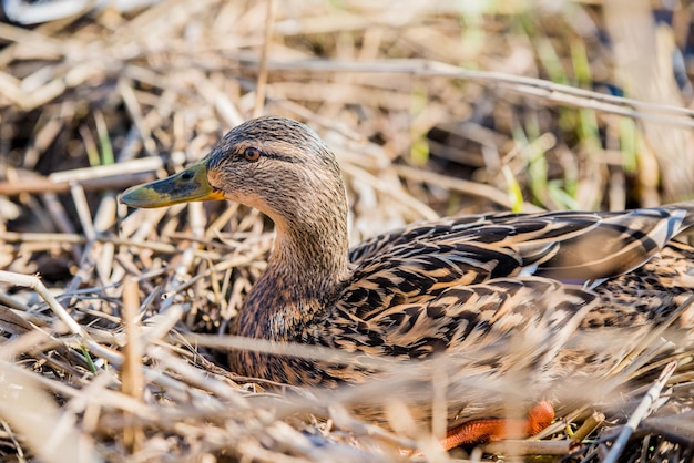 Female mallard duck close up portrait in the dry grass