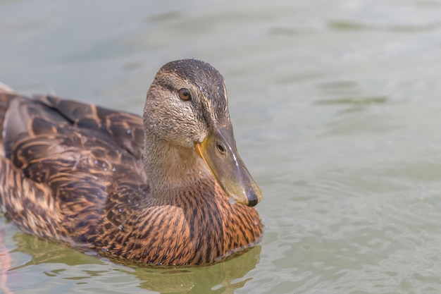 Female Mallard duck Close Up.