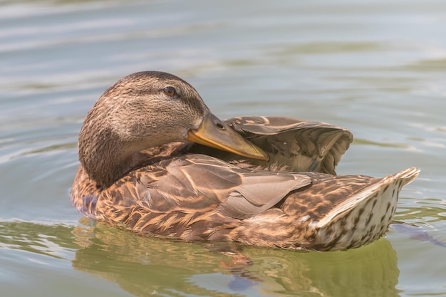 Female Mallard duck Close Up.